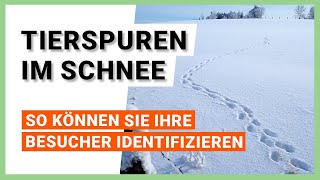 Tierspuren im Schnee erkennen eine Übersicht [upl. by Bili]