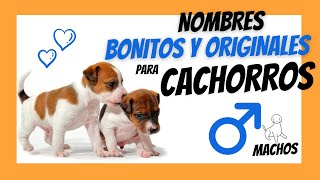 NOMBRES PARA PERROS MACHOS PEQUEÑOS  Los más Bonitos y Divertidos que verás HOY [upl. by Larimore]