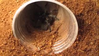 Part 3 Of 3 From Beginner To Advanced Tarantula KeepingFeeding [upl. by Swope]