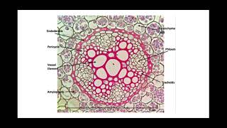 313 Transport in plants d Apoplast Symplast pathways and cohesionadhesion tension theory [upl. by Curkell]