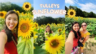 Tulleys Sunflower  Crawley England 🏴󠁧󠁢󠁥󠁮󠁧󠁿 [upl. by Arad159]