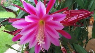 Epiphyllum oxypetalum  Création Ngoc Khanh [upl. by Genaro]