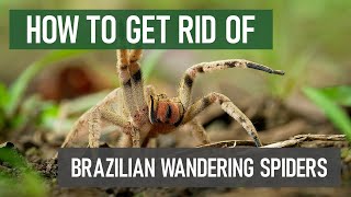 How to Stop Brazilian Wandering Spiders DIY Spider Control [upl. by Ilojne]