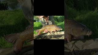 Seconds Before Capture Stalking Carp fishing shorts dorset uk carp angling southwest [upl. by Varien]