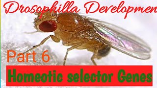 Drosophila development Homeotic Selector Genes [upl. by Adnohrahs599]