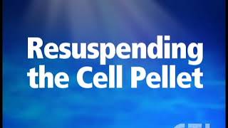 Resuspend PBMC Cell Pellet [upl. by Ahsekahs]