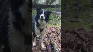 Border Collie on the hunt for waterfalls 😮 🤩 shorts youtubeshorts chasingwaterfalls [upl. by Whiffen]