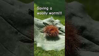 I am saving a wooly worm from the chickens like amp subscribeHensontheHill rescuewoolyworm [upl. by Yecies398]