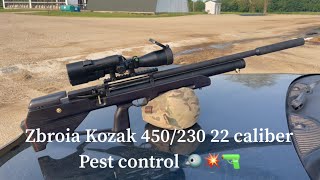 Zbroia Kozak 450230 22 caliber pest control 🐦💥🔫 zbroia zbroiakozak zbroiaairguns [upl. by Veriee]