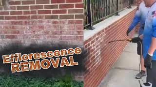 Efflorescence Removal [upl. by Nilahs]