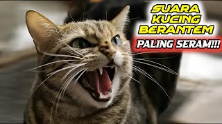 Suara Kucing Berantem  Auto Paling Seram [upl. by Irahcaz]