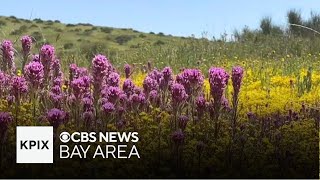 Wildflower show lingers on Carrizo Plain thanks to recent rain [upl. by Nylidnarb737]