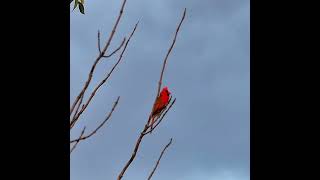 Cardinal Calling Sounds  Chirping In a Tree  shorts [upl. by Eyt]