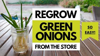 How to Grow Green Onions from Store Bought Scraps [upl. by Honor]