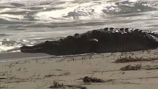 Crocodile Wanders Onto Florida Beach [upl. by Woods]