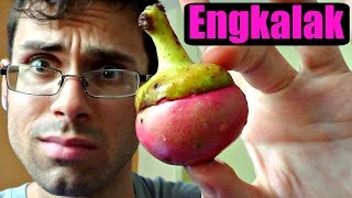 Engkala Review Litsea garciae  Weird Fruit Explorer Ep 145 [upl. by Irahcaz]