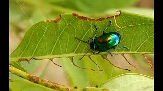 The Dogbane Beetle And The Deadly Dogbane Plant [upl. by Sirahc]