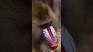 Mandrills monkey 🐒 [upl. by Willetta]