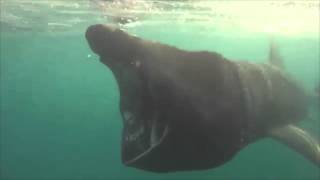 The Sound of the Mysterious Basking Shark [upl. by Ayin]