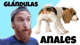 GLÁNDULAS ANALES perros4 SÍNTOMAS [upl. by Quinby]