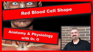 Red Blood Cell Shape Anatomy and Physiology [upl. by Edyak]