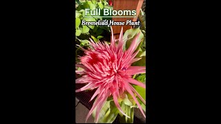 Bromeliad House Plant in Full Blooms [upl. by Wernda246]