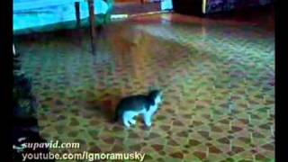 kitten vs a scary thing котенок против страшной неведомой хрени [upl. by Elfrida631]