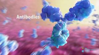 How do Antibodies Work [upl. by Enaled298]