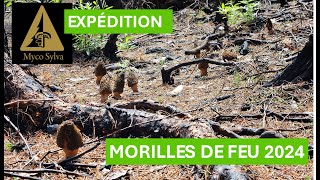 Expédition de morilles de feu 2024 [upl. by Aicilif]