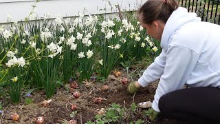 Its Lily Planting Day😍💖💐 Northlawn Flower Farm [upl. by Noryak352]