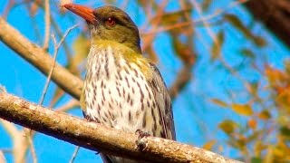 Olivebacked Oriole calling [upl. by Milinda]