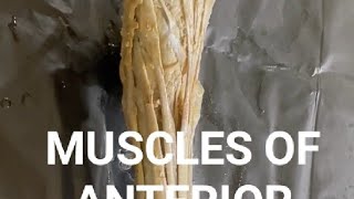 Muscles of anterior Muscles of leg  Dissection of anterior muscles of leg  Anatomy of leg muscles [upl. by Sanfourd380]