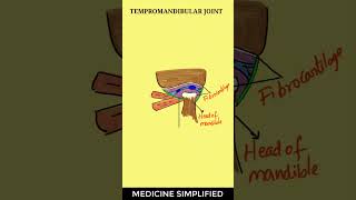 TMJ Anatomy  Temporomandibular Joint Anatomy  Jaw Joint Anatomy anatomy tmj [upl. by Schram333]