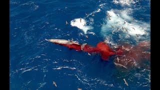 Orcas and Pilot Whales Clash [upl. by Baniez948]