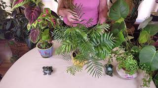 Parlor Palm Care What to Know [upl. by Weir]