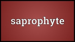 Saprophyte Meaning [upl. by Eiresed]