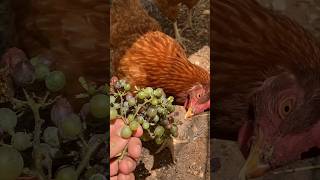 Gallina Comiendo Uvas 🤣 [upl. by Ehcadroj836]