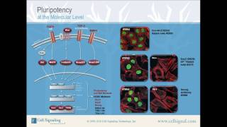 Pluripotency at the Molecular Level from Cell Signaling Technology Inc [upl. by Okimuk]