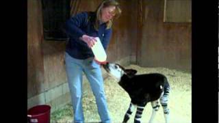 Okapi Calf at White Oak [upl. by Elletnuahc]