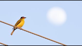 Australasian Figbird  Cute Backyard Bird  Canon R7 with Sigma 150600mm C 4K [upl. by Georgine]