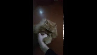 Attacco di un Gatto al rallentatore  Cat attack in slow motion [upl. by Filia]