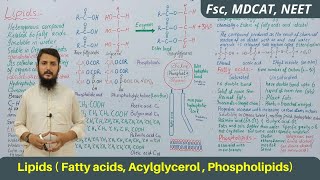 Lipids  Lipids classification structure and function  Acylglycerol  Phospholipids  part 01 [upl. by Arihsay32]