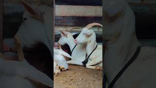 Saanen Goat farming goatmilk goat [upl. by Poree]