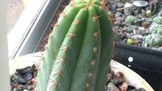 1 Year and 3 Month Old Trichocereus Bridgesii and Pachanoi Seedlings from seed [upl. by Trilbie748]