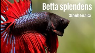 Betta splendens  scheda tecnica pesce combattente [upl. by Htebazle]