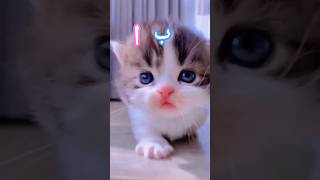 alifun baa arabic song singing cute Kitty 😻❤ 🎤😻 alifunbaa islamicsong shorts [upl. by Ecirtemed]