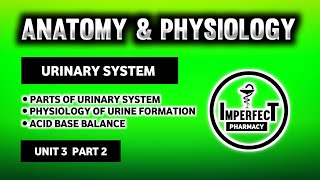 Urinary System  Physiology Of Urine Formation  RAS  Acid Base Balance  Mictirutional Reflex [upl. by Gerrald286]