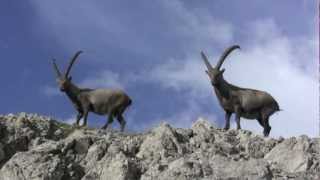 Lechtal  Tirol Steinbock Alpine ibex [upl. by Oiliduab]