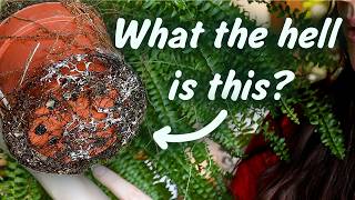 Ferns Pothos and Terrarium Updates  Catchup series EP2 [upl. by Shlomo]