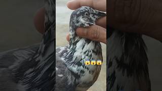 Kitne ki hai 😱🥵😍🥵😇 viralvideo bird kabutar pets ytshorts kabootar pigeon ytshorts trending [upl. by Tanya]